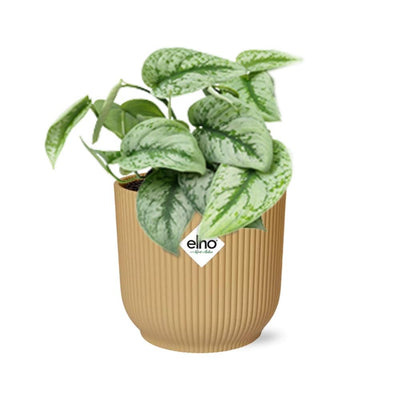 Scindapsus Pictus Trebie 'Gelb' in ELHO Topf Vibes 14 cm