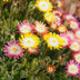 GreenboutiQ Ground Cover: Delosperma Jewel of Desert (4 plants) Bild 5