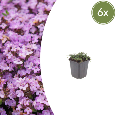 6x Thymus praecox 'Purple Beauty' - 10-25cm - 9cm Topf