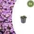 6x Thymus praecox 'Purple Beauty' - 10-25cm - 9cm Topf Bild 1
