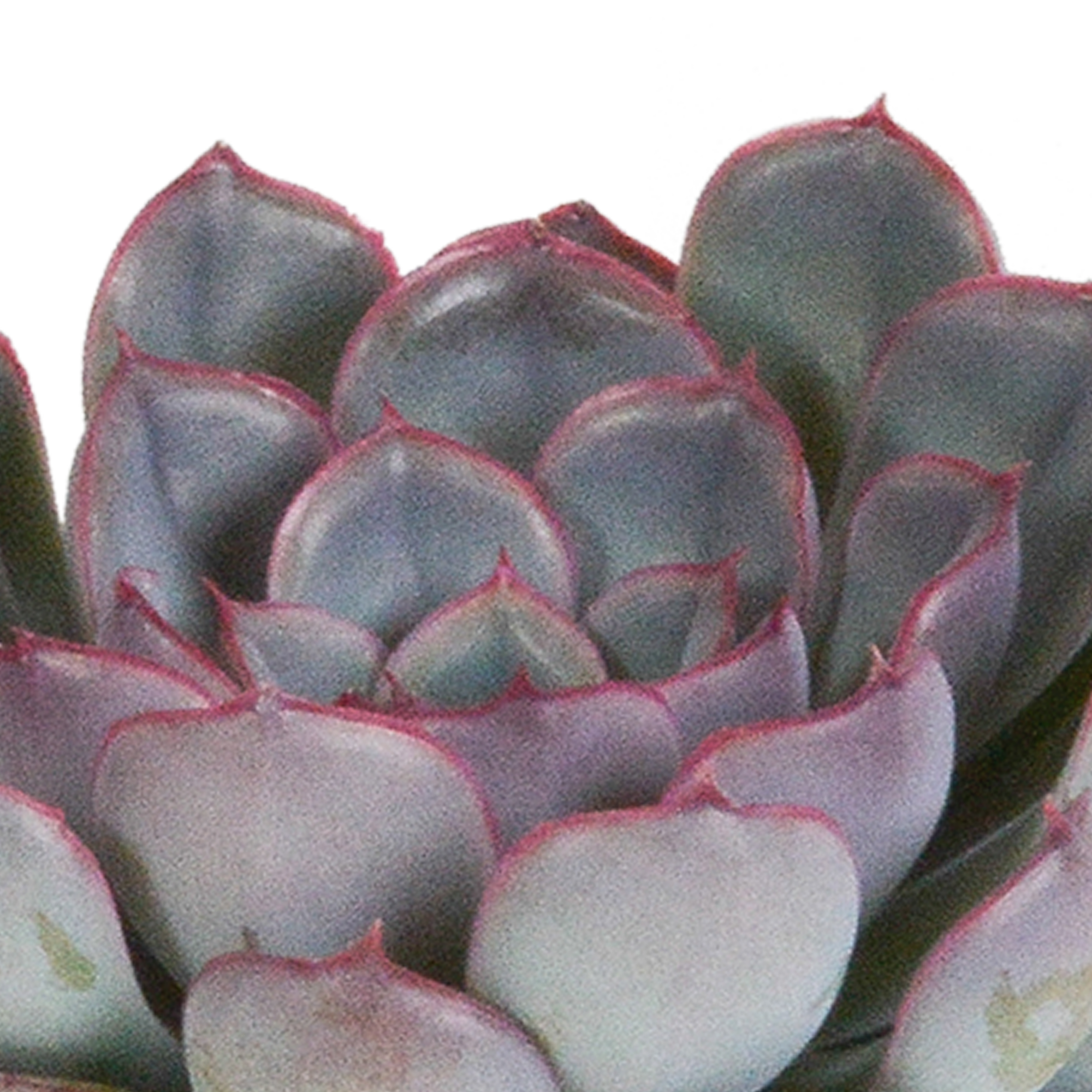 Echeveria-Mischung 8,5 cm - 3x - zonder pot