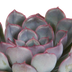 Echeveria-Mischung 8,5 cm - 3x - ohne Topf Bild 4