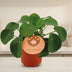 Pilea Peperomioides im 11cm Topf – Chinesischer Geldbaum für Ihr Zuhause Bild 3