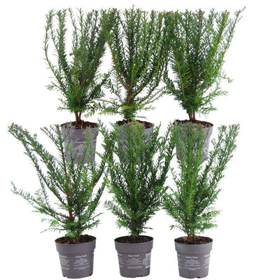Eibenhecke (Taxus baccata) - 1 Meter, 6 Pflanzen, winterhart