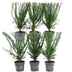 Eibenhecke (Taxus baccata) - 1 Meter, 6 Pflanzen, winterhart Bild 1