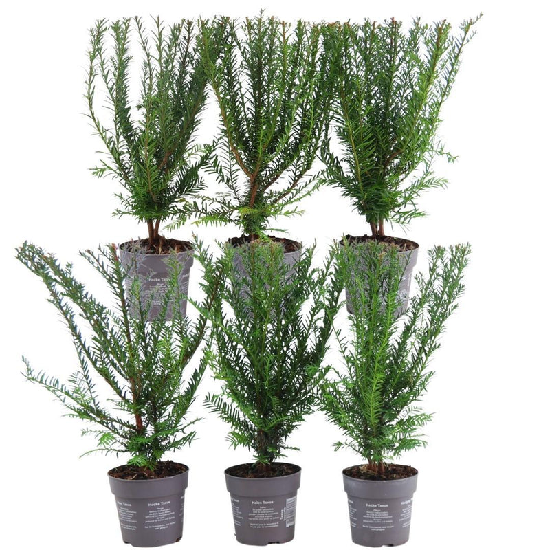 Eibenhecke (Taxus baccata) - 1 Meter, 6 Pflanzen, winterhart