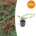 60x Creeping Juniper 'Cotoneaster dammeri' 10-25cm, Ø9cm Bild 1
