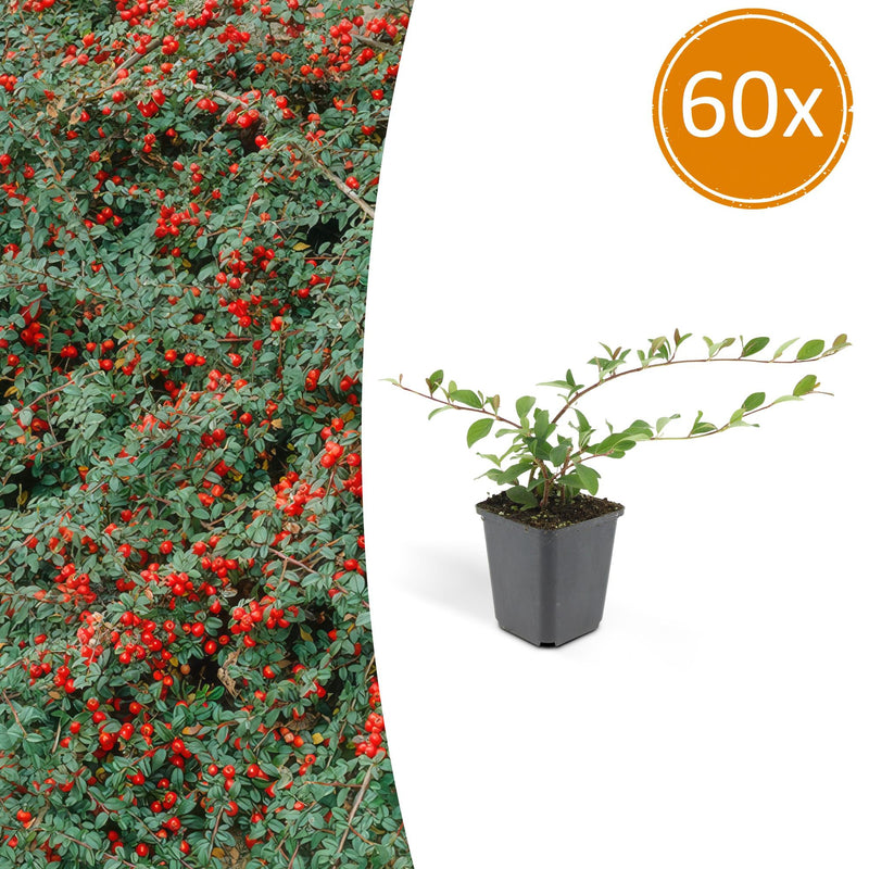 60x Creeping Juniper 'Cotoneaster dammeri' 10-25cm, Ø9cm