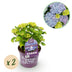 Hortensie 'Forever & Ever' Blau: 2 Pflanzen im 23cm Topf, 55cm hoch Bild 1