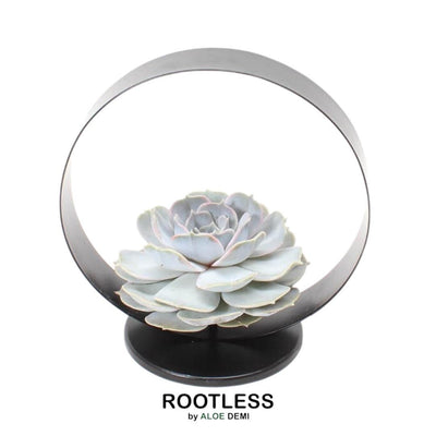 ROOTLESS Echeveria Lilacina Deko-Set Ø20 cm mit Metallständer
