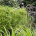 3x Carex morrowii 'Irish Green' - Ziergras, ca. 30cm, Ø14cm Topf Bild 7