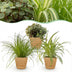 Green boutiQ Houseplant Set: 3 Pet-Friendly Plants in a Basket Bild 1