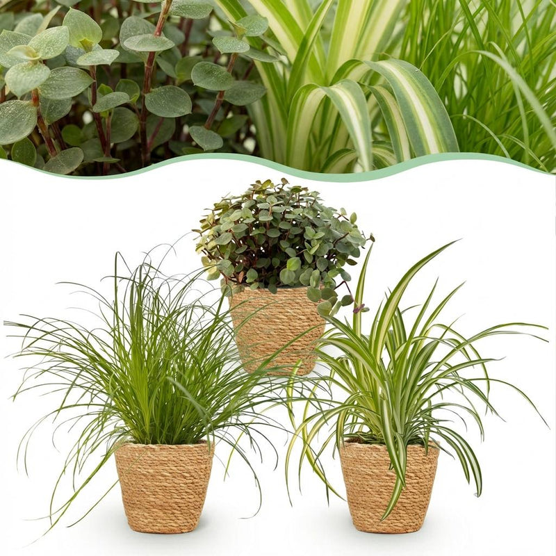 Green boutiQ Houseplant Set: 3 Pet-Friendly Plants in a Basket