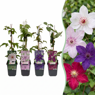 Clematis Rainbow (12x) - Kletterpflanze in Lila, Rot, Rosa, Weiß