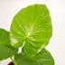 Alocasia Macrorrhiza 'Elefantenohr' Ø19cm H70cm mit Korb Bild 3
