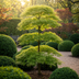 Japanischer Ahorn 'Emerald Lace' - Balkon & Topf - Grün Bild 7