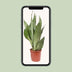 Sansevieria Moonshine, Ø17cm, ↕60cm – Eleganz & Luftreinigung Bild 5