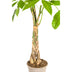 Pachira Aquatica: Elegant Money Tree in Basket (Ø21cm, 90-110cm) Bild 4