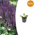 60x Salvia nem. 'Mainacht' Stauden, 10-25cm, Ø9cm Bild 1