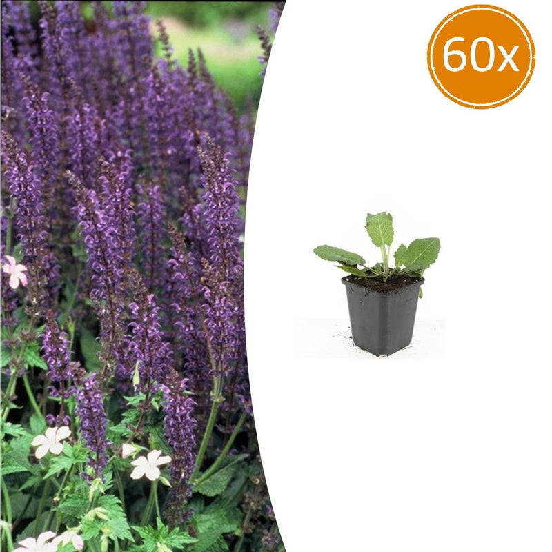60x Salvia nem. 'Mainacht' Stauden, 10-25cm, Ø9cm