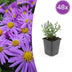48x Aster 'Prof. Anton Kippenberg' - Purple Autumn Asters, 10-25cm Bild 1