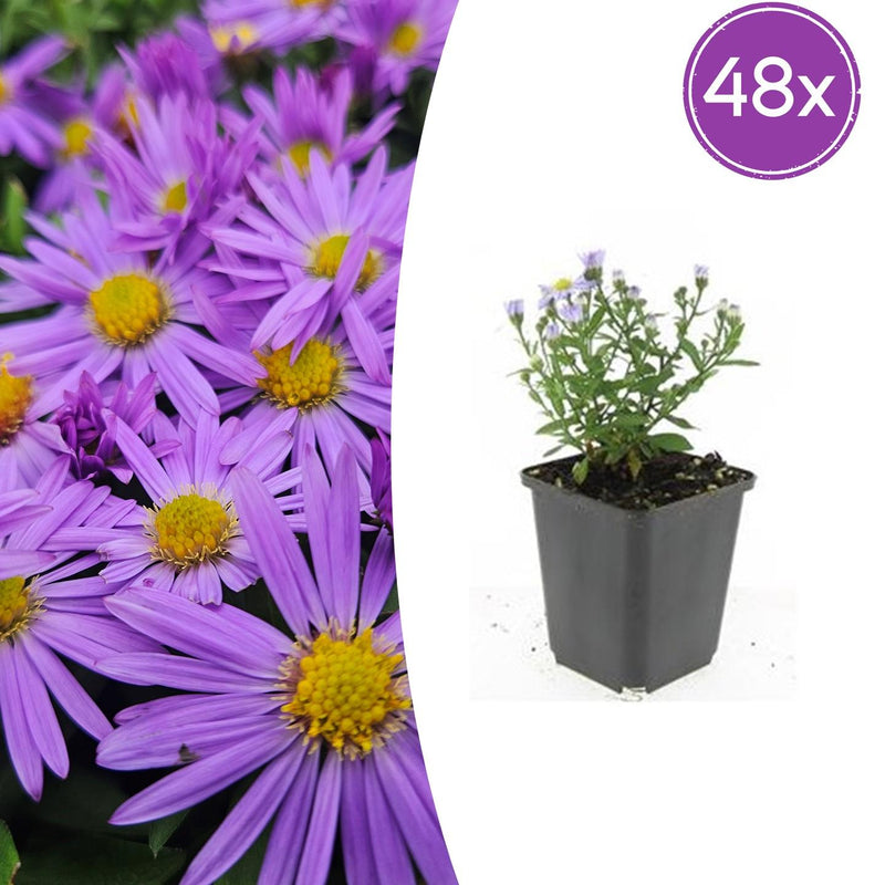48x Aster 'Prof. Anton Kippenberg' - Purple Autumn Asters, 10-25cm