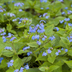 24x Brunnera macrophylla - Siberian Bugloss (10-25cm) Bild 7