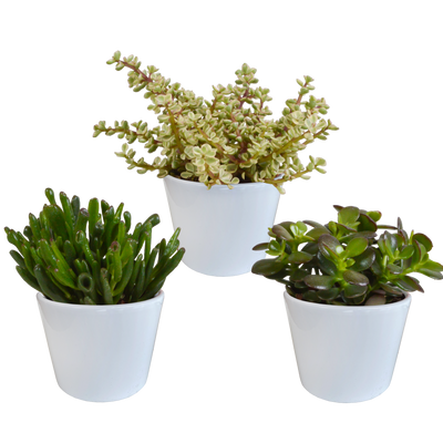 Crassula-Mischung: 3 Sukkulenten im weißen Topf (10,5 cm)