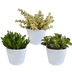 Crassula-Mischung: 3 Sukkulenten im weißen Topf (10,5 cm) Bild 1