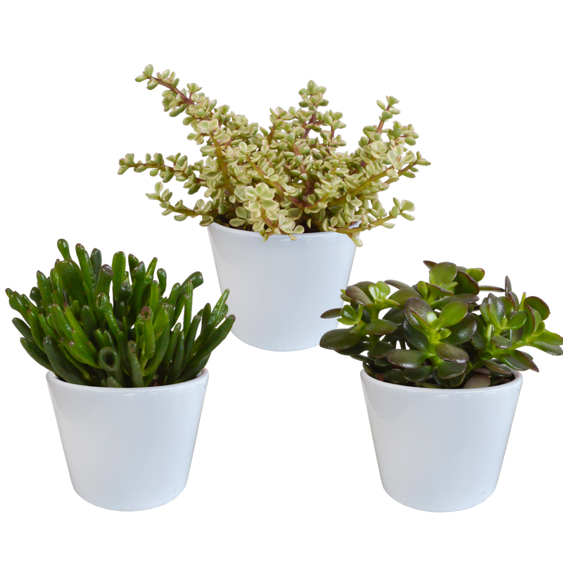 Crassula-Mischung: 3 Sukkulenten im weißen Topf (10,5 cm)