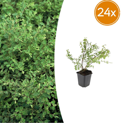 24x Symphoricarpos ch. 'Hancock' - ↕10-25cm - Ø9cm