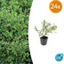 24x Symphoricarpos ch. 'Hancock' - ↕10-25cm - Ø9cm Bild 1