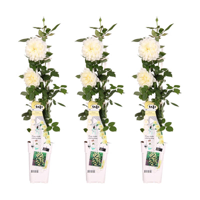 3x Climbing Rose 'Vanilla' - Height 65cm - Pot Ø15cm