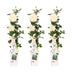 3x Kletterrose 'Vanilla' - Höhe 65cm - Topf Ø15cm Bild 6