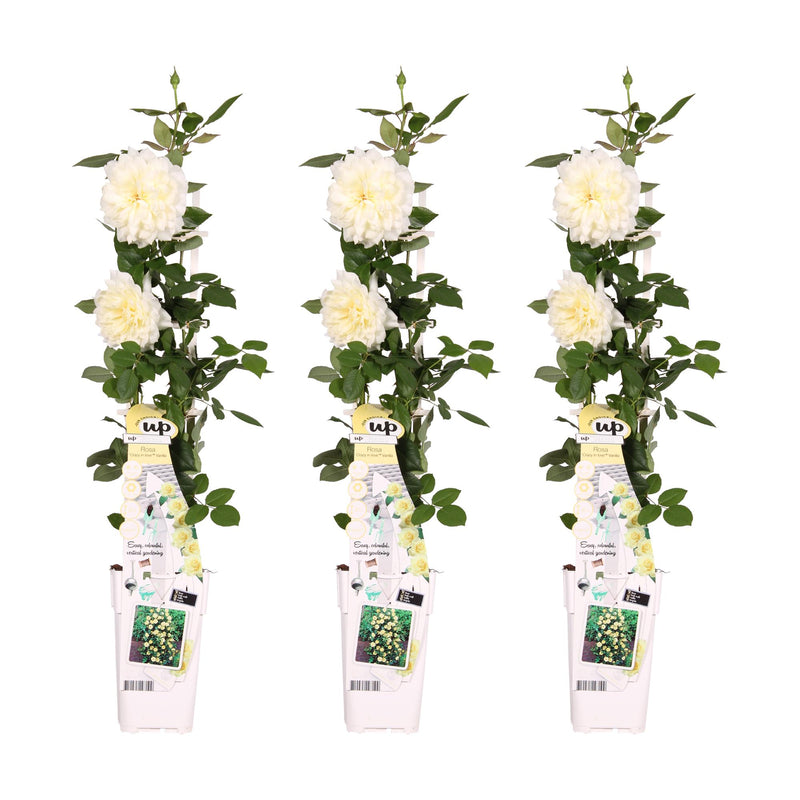 3x Climbing Rose 'Vanilla' - Height 65cm - Pot Ø15cm