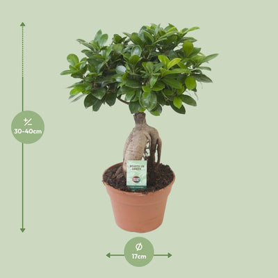 Ficus Ginseng Bonsai Pflanze Ø17cm, ca. 40cm hoch
