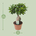 Ficus Ginseng Bonsai Pflanze Ø17cm, ca. 40cm hoch Bild 2