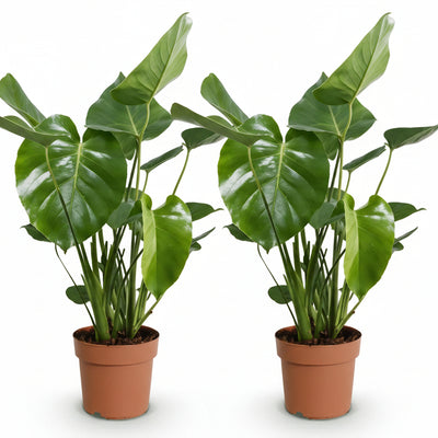 Green boutiQ Monstera Deliciosa Fensterblatt: 2 Pflanzen 50-55cm