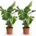 Green boutiQ Monstera Deliciosa Fensterblatt: 2 Pflanzen 50-55cm Bild 2