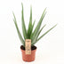 Aloe Vera Pflanze Ø19cm, ↕70cm – Pflegeleicht & Dekorativ Bild 1