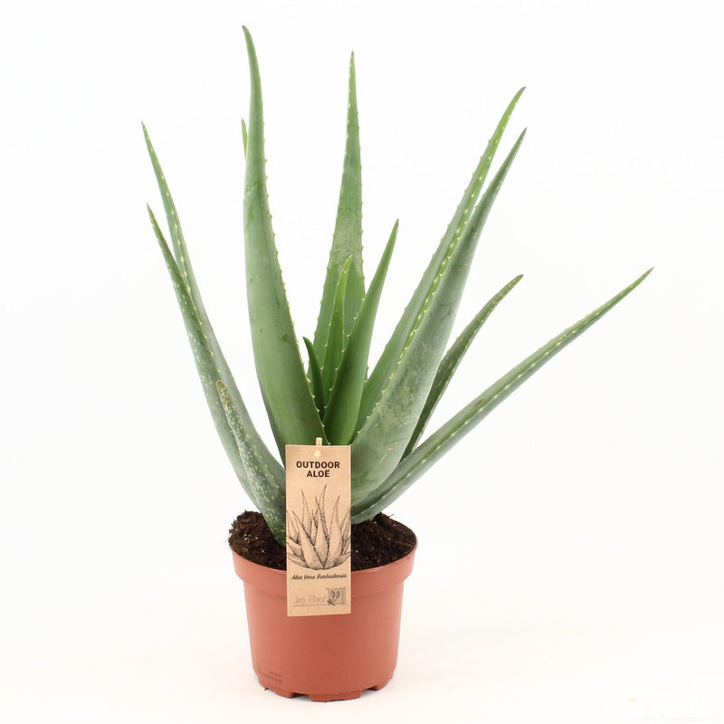 Aloe Vera Pflanze Ø19cm, ↕70cm – Pflegeleicht & Dekorativ