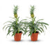 Pineapple Plant 'Mi Amigo' – Exotic Eye-Catcher for Your Home (Set of 2) Bild 1