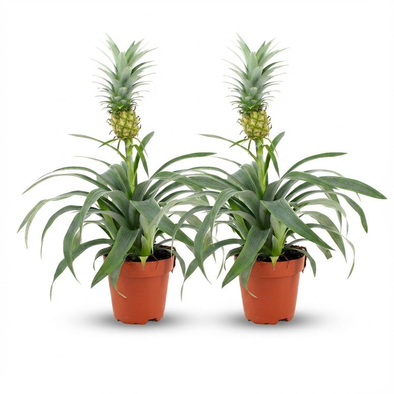 Pineapple Plant 'Mi Amigo' – Exotic Eye-Catcher for Your Home (Set of 2)