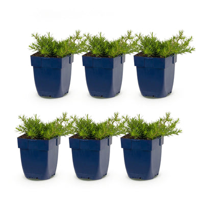 Green boutiQ - Perennial - Phlox MacDaniel's Cushion - Flame Flower - Ground Cover - Dark Pink - 6 Plants - Pot 11cm - Height 15-25cm