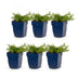 Green boutiQ - Perennial - Phlox MacDaniel's Cushion - Flame Flower - Ground Cover - Dark Pink - 6 Plants - Pot 11cm - Height 15-25cm Bild 2