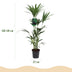 Howea Forsteriana (Kentia-Palme) - Pflegeleichte Zimmerpflanze im Korb Bild 3