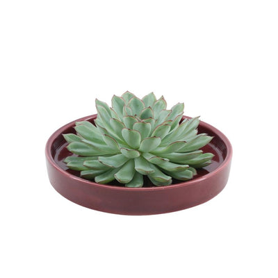 ROOTLESS Echeveria Pulidonis 'rot' im Keramiktopf Ø20cm, 12-14cm
