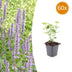 Agastache 'Blue Fortune' - 60 Pflanzen, 10-25cm, Ø9cm Bild 1