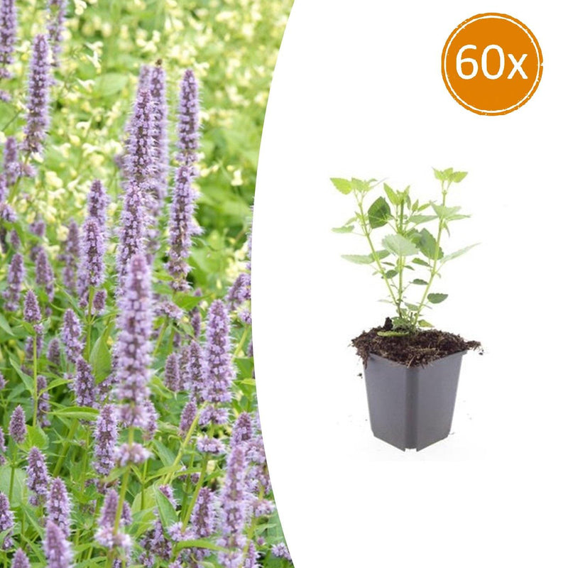 Agastache 'Blue Fortune' - 60 Pflanzen, 10-25cm, Ø9cm