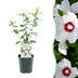Hibiskus 'Red Heart' - Robuster Blütenstrauch für Ihren Garten Bild 1